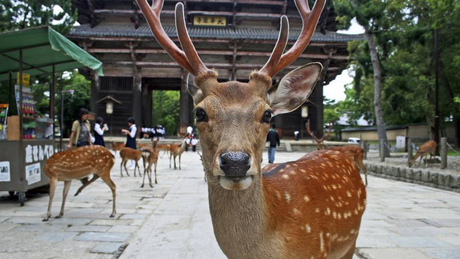 1 Days Japan UNESCO Tours Osaka Nara